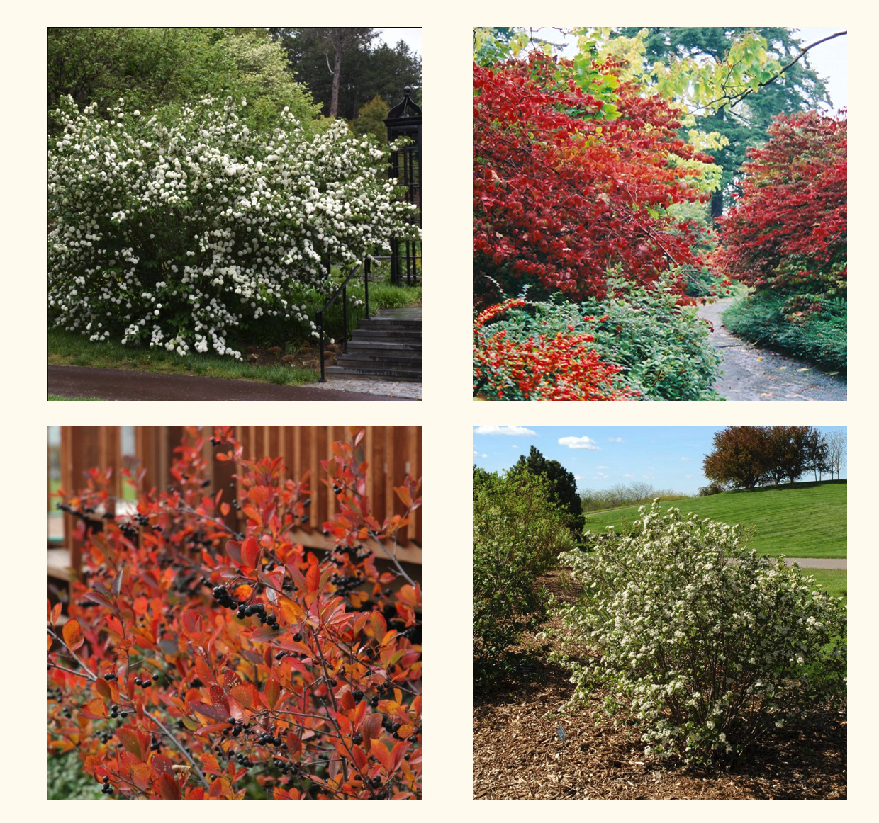 Plant This, Not That: Autumn Edition + Workshops Are Live!