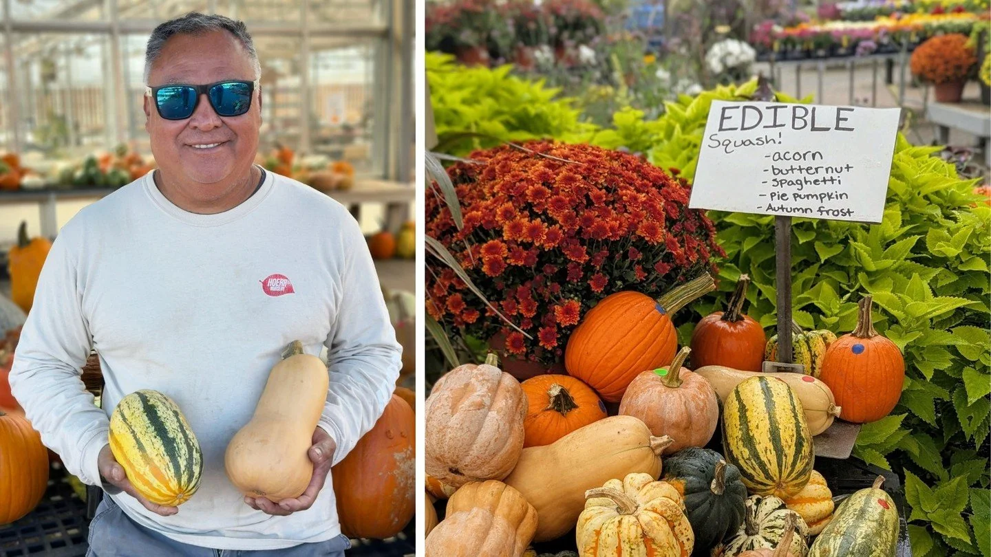 Many of the pumpkins and squash that we grow are considered among the tastiest, like the giant cushaw squash and the slate-blue Jarrahdale pumpkins. Ernesto's favorite thing to do with them is make squash soup, and he was kind enough to share his rec