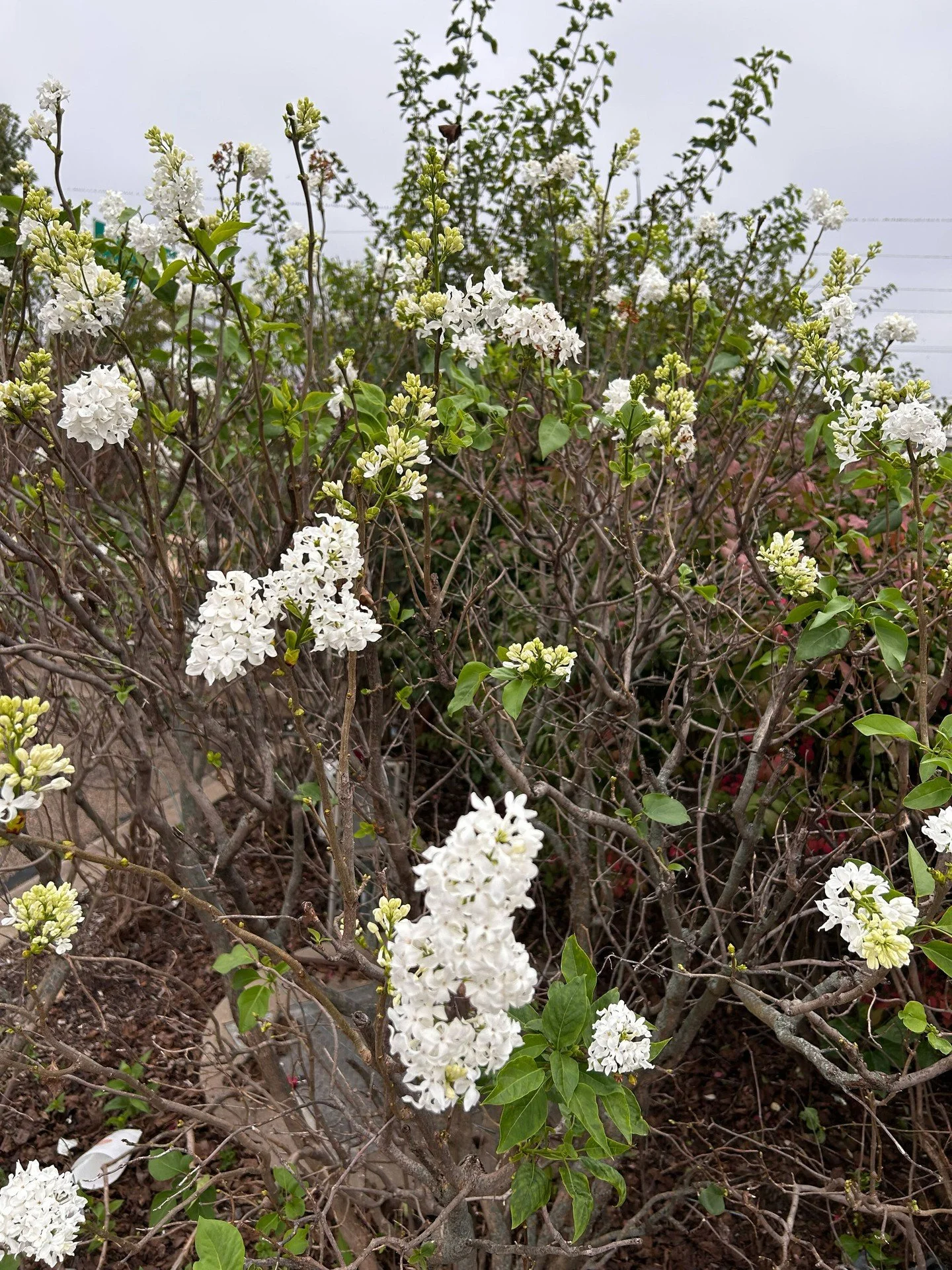 Spring in October? If your lilacs are in flower alongside the changing autumn leaves, you aren&rsquo;t alone. Heavy rainfall this season caused fungal stress and early leaf drop in lilacs, confusing the plants into a second spring. There's no need to