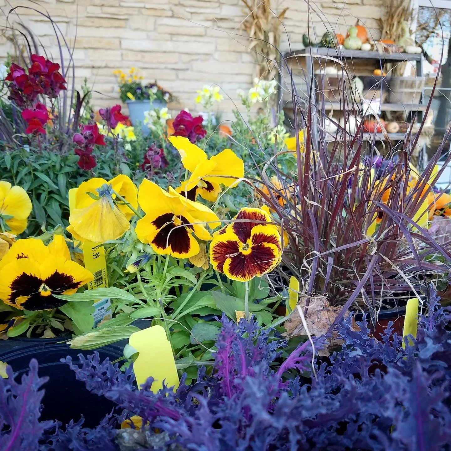 Thinking the fall flowers are finished? Pansies, snapdragons, dusty miller, and ornamental kale can all handle temperatures into the mid 20s, and there are no freezes in the forecast. Give them a try! Autumn annuals and mums are 50% off while supplie