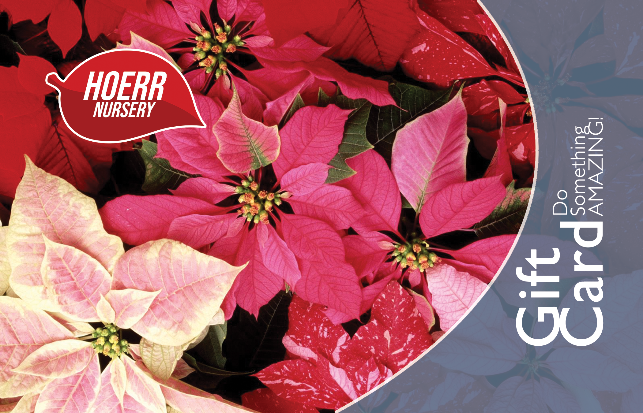 "Poinsettia"