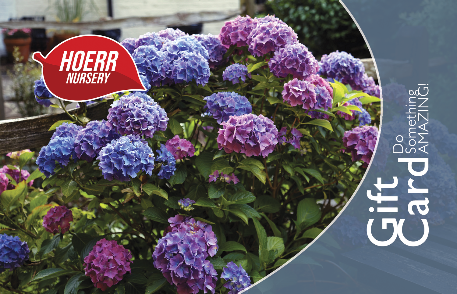 Hydrangea
