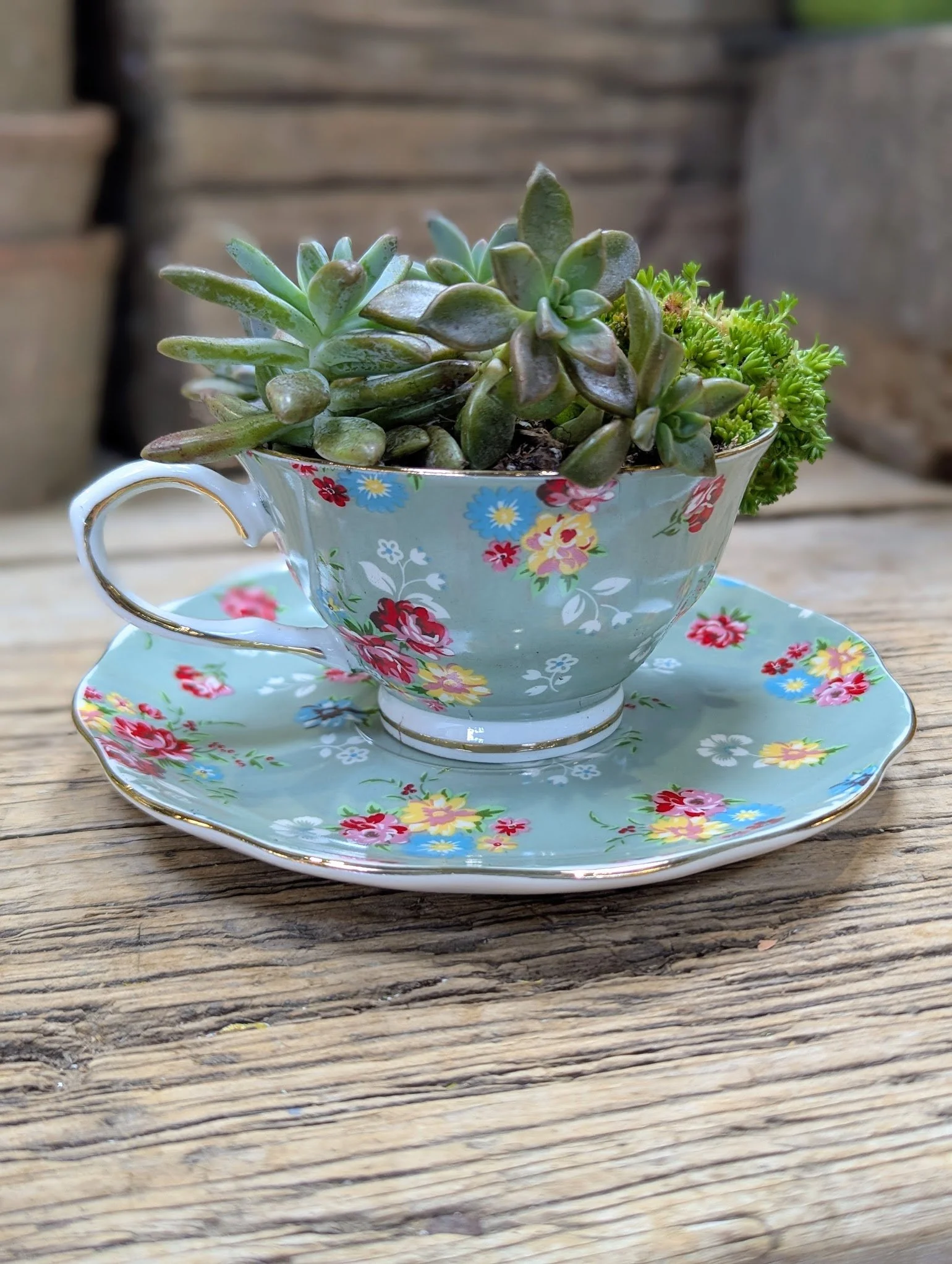 Succulent Teacup Workshop 10AM SLOT