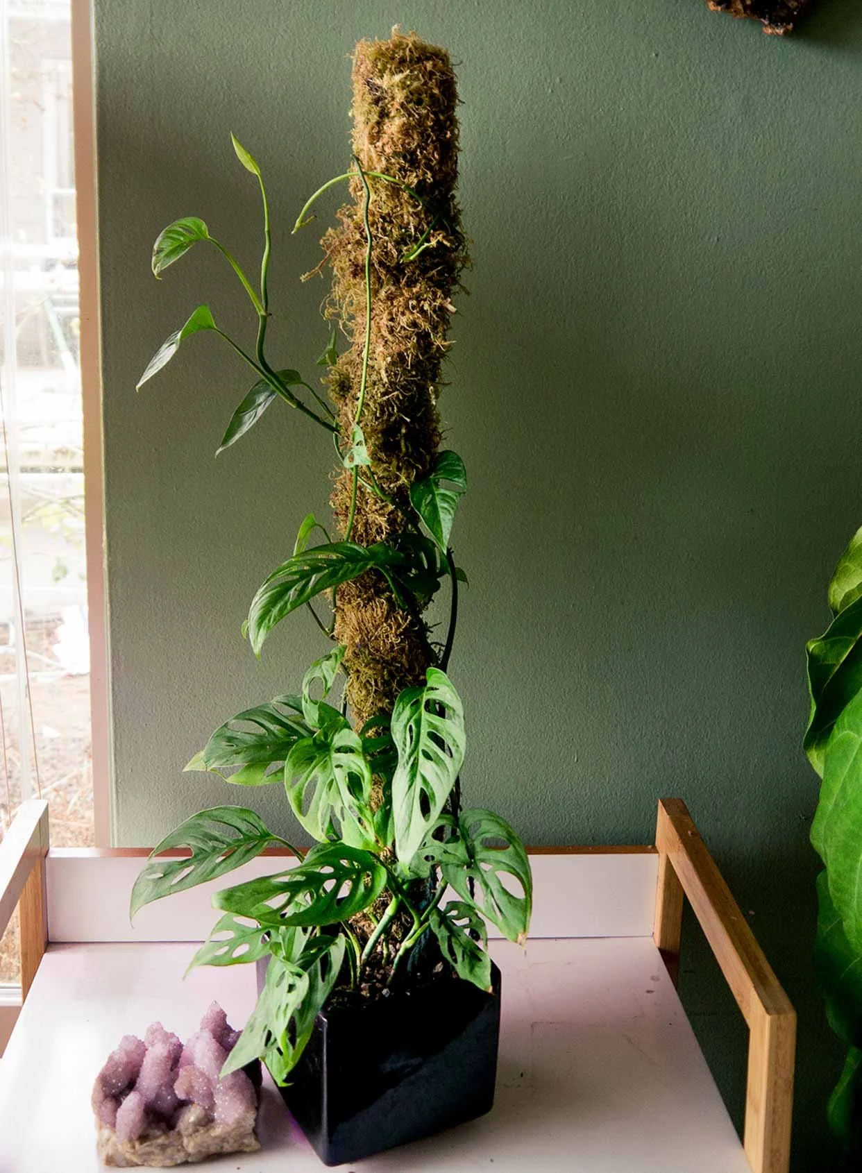 How_to_use_a_moss_pole_-_pistils_nursery.jpg