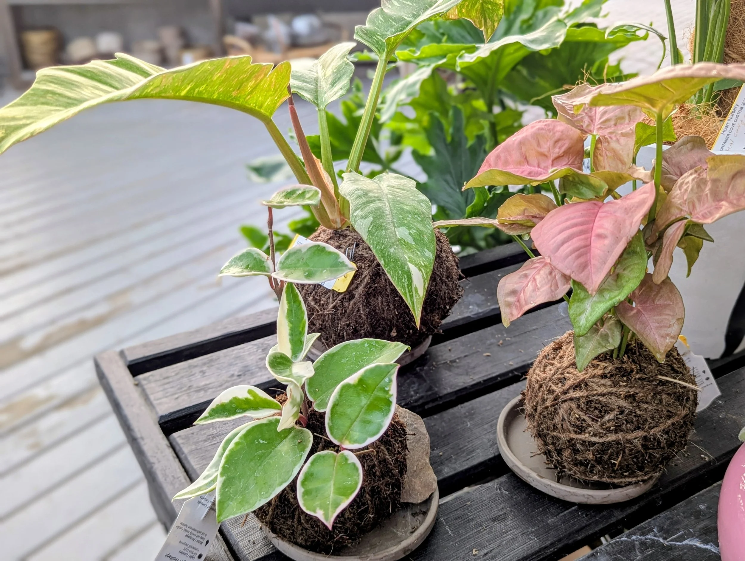 Houseplant Hacks with Ayden: Grow Without a Pot 11/7 @ 10am