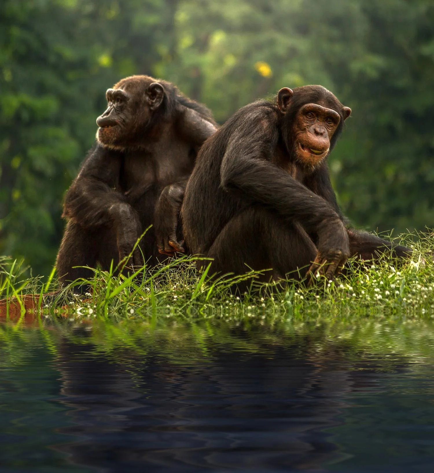 chimpanzee pair.jpg