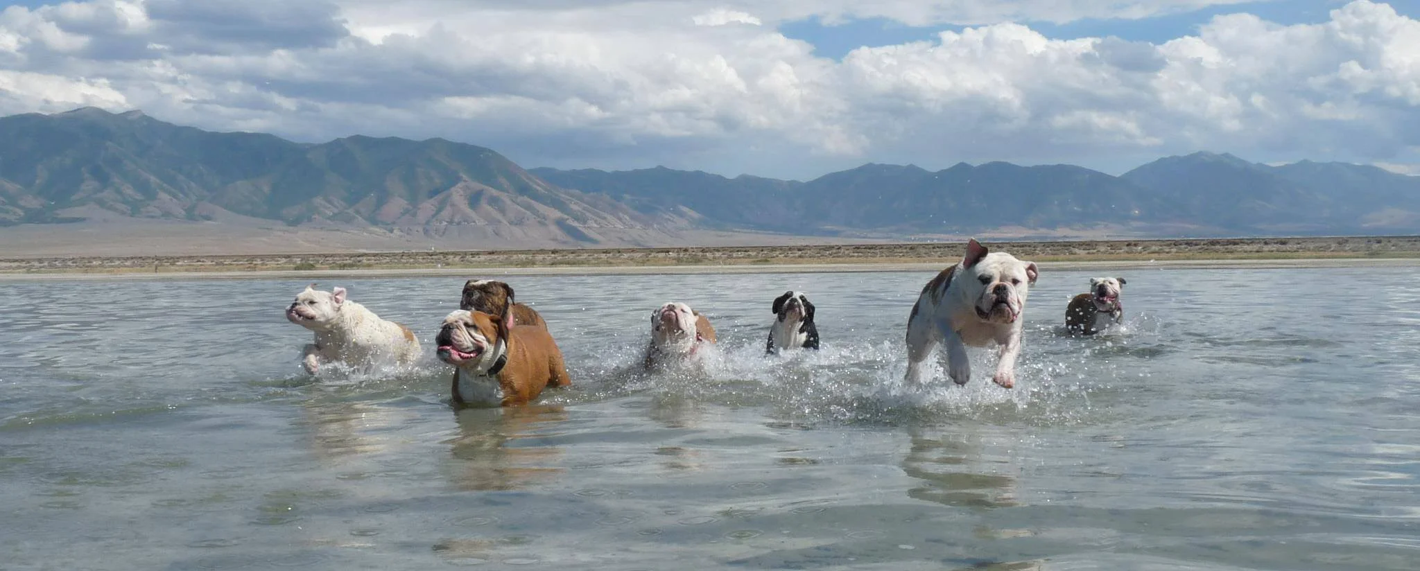 Olde English Bulldogges and Shorty Bulls