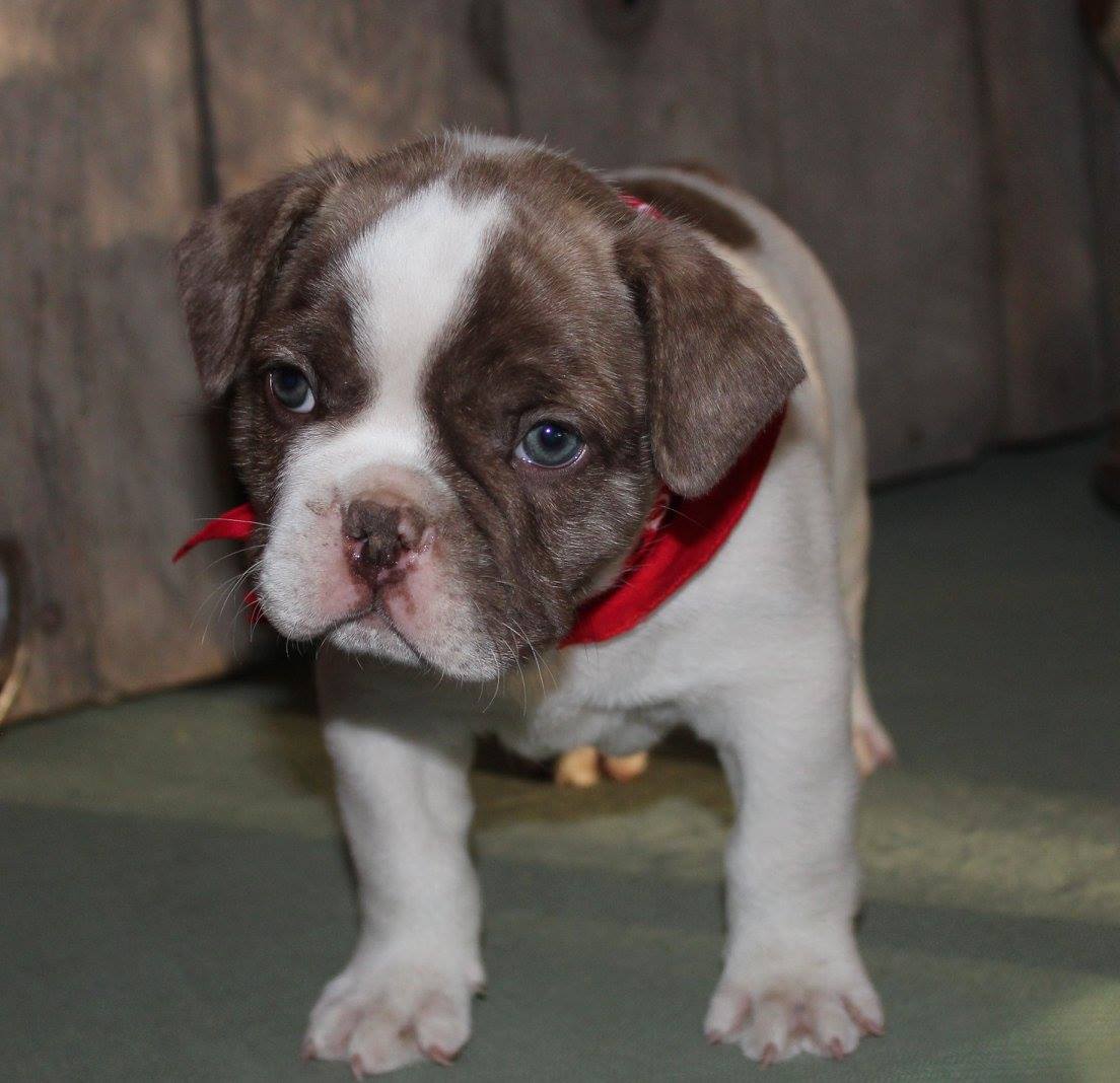 shortypups5.jpg
