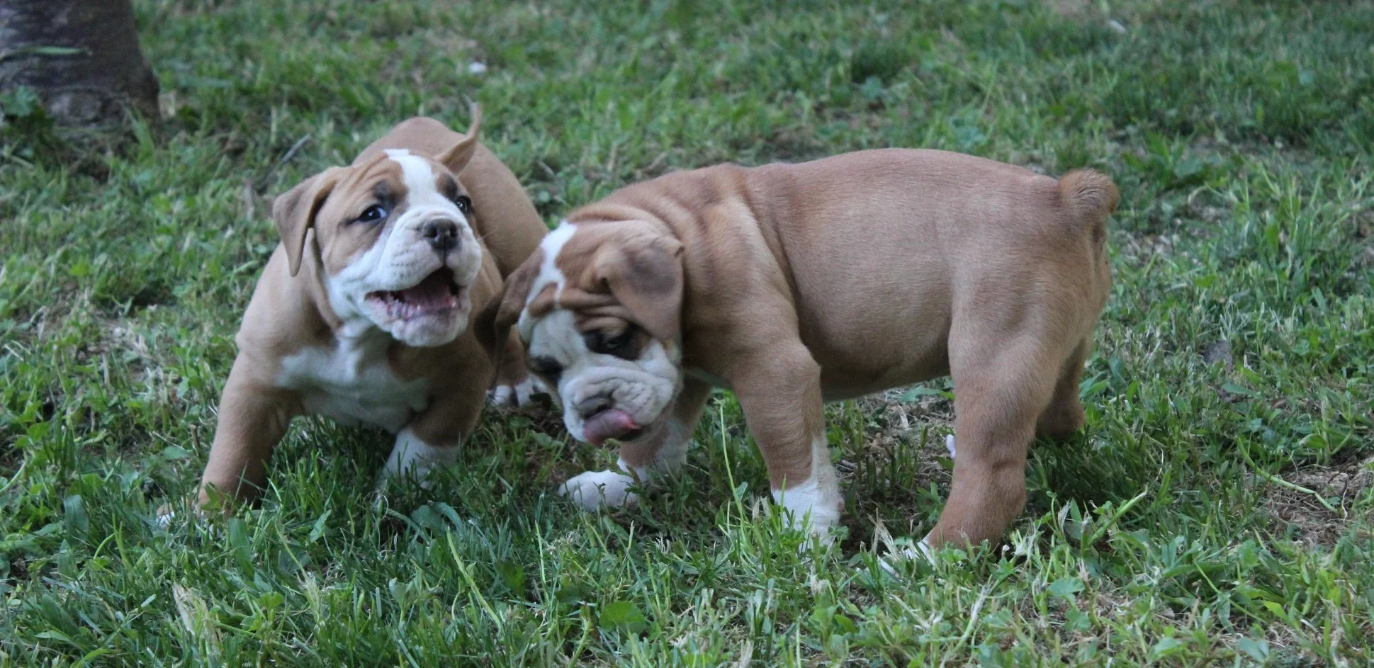 shorty bulls for sale
