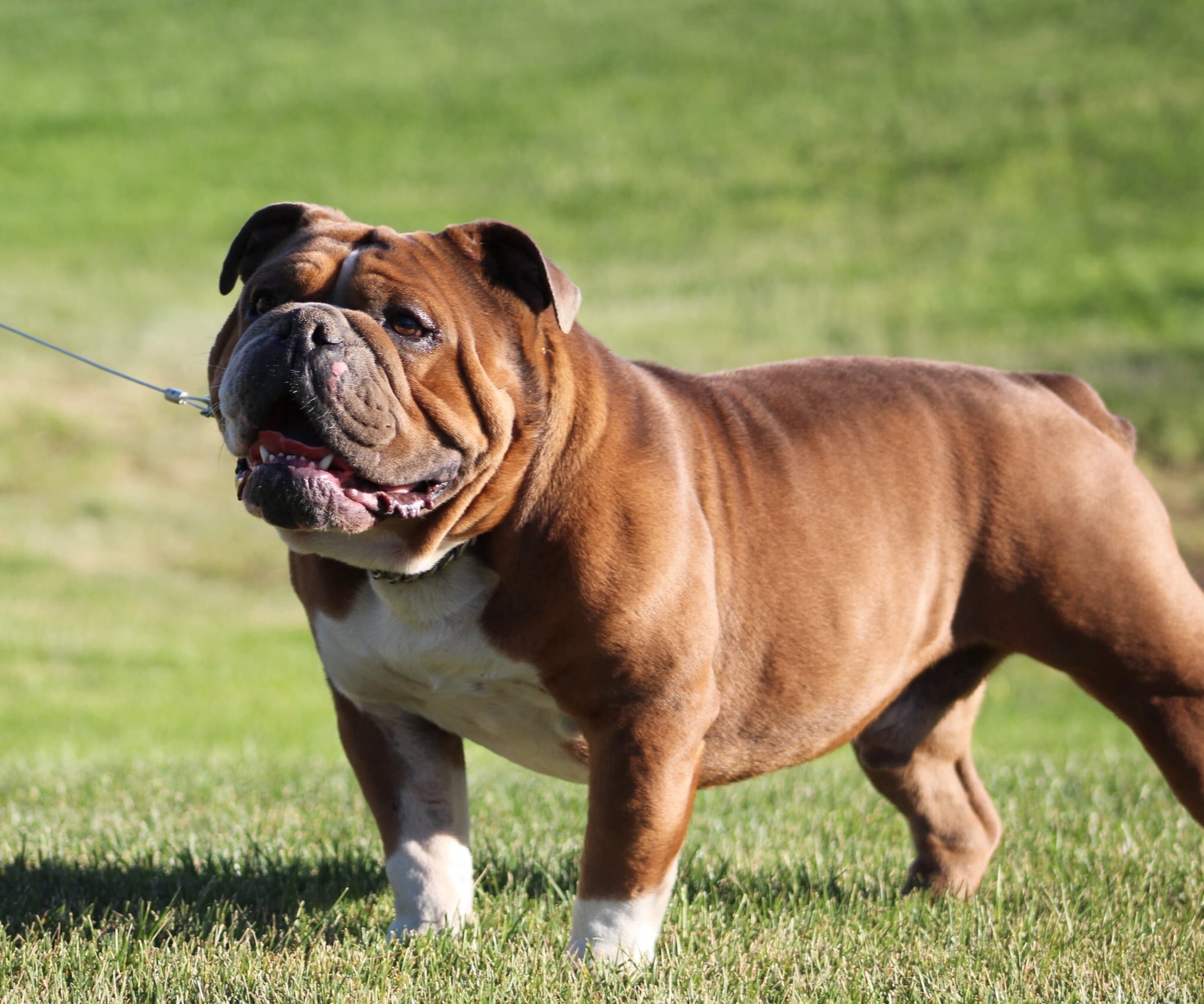 Olde English Bulldogge Studs — 7 Acre Kennels Olde English Bulldogges ...