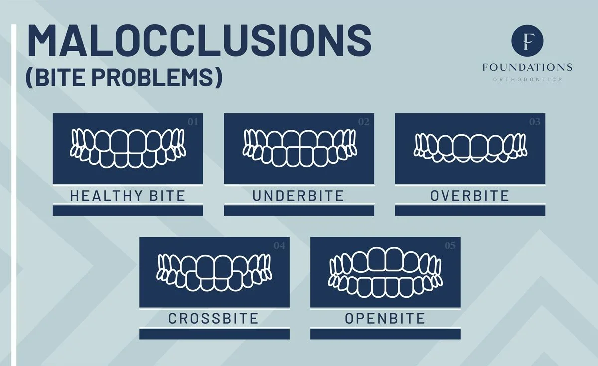 Anatomy of a Healthy Bite Foundations Orthodontics Orthodontist and