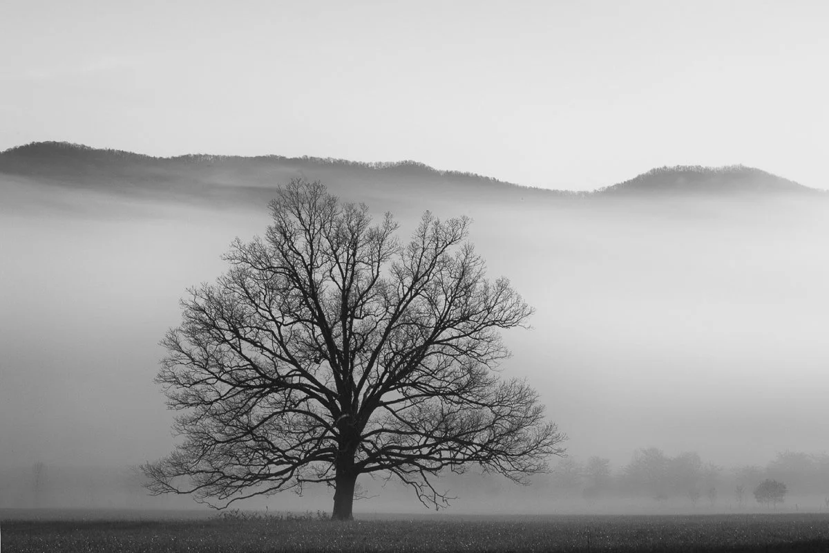Cades Cove Tree in Fog Jennifer King.JPG