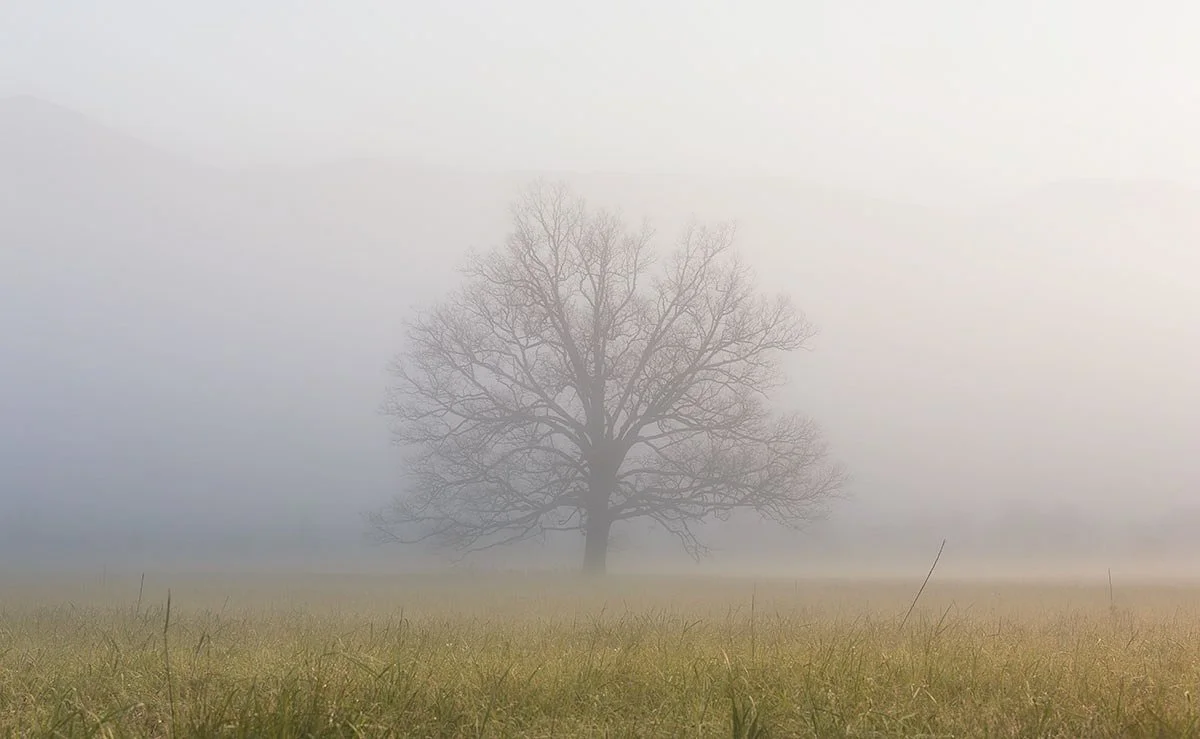 Cades Cove Tree Jennifer King.JPG