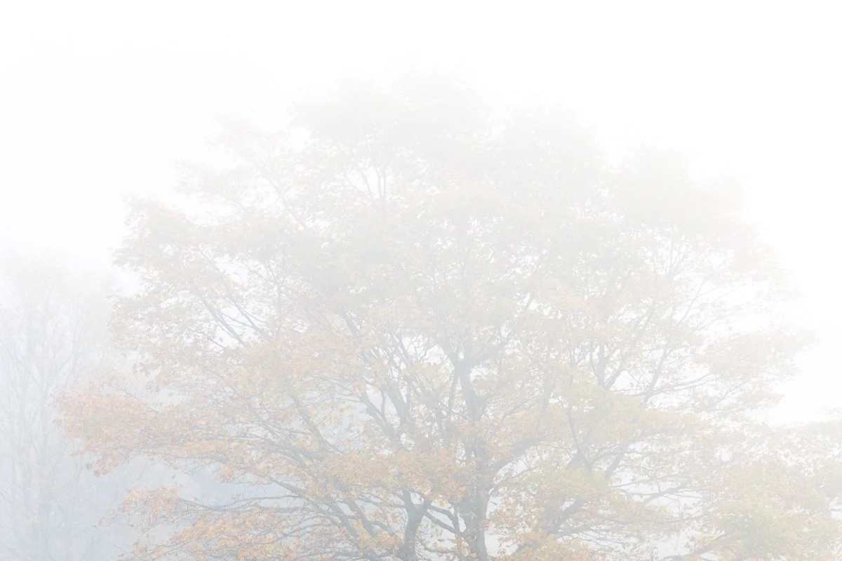 Foggy Tree Jennifer King.JPG