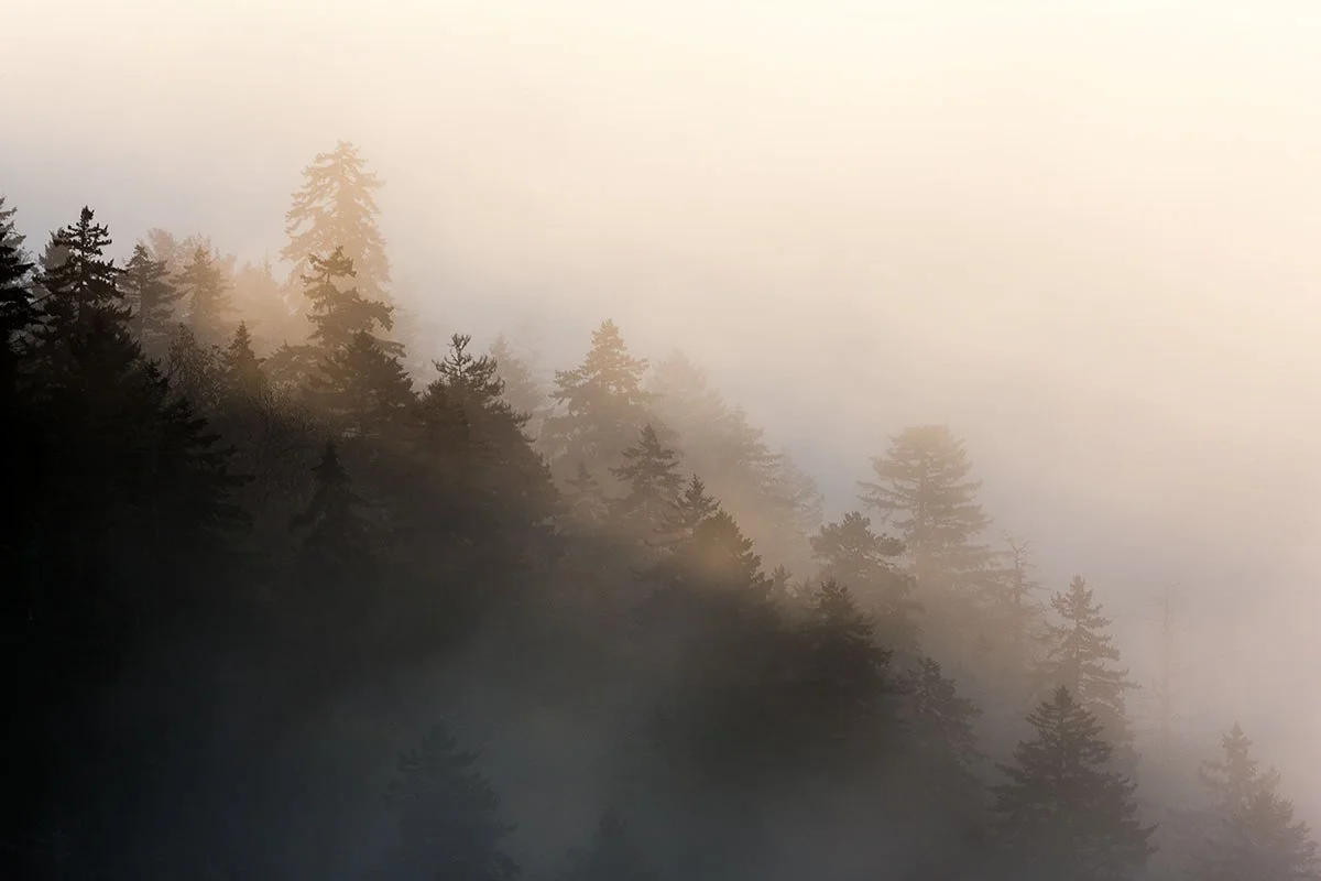 Smoke in the Trees Jennifer King.JPG