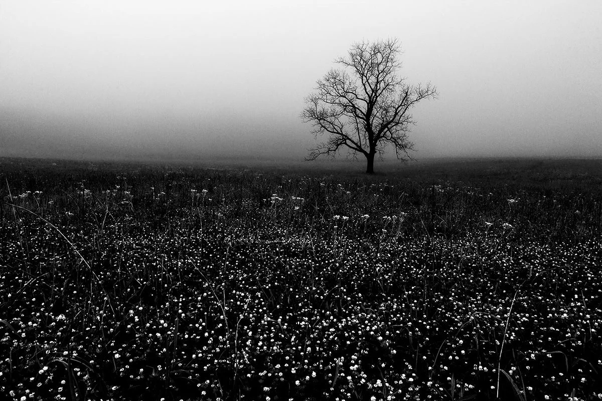Spring Tree in Cades Cove.JPG