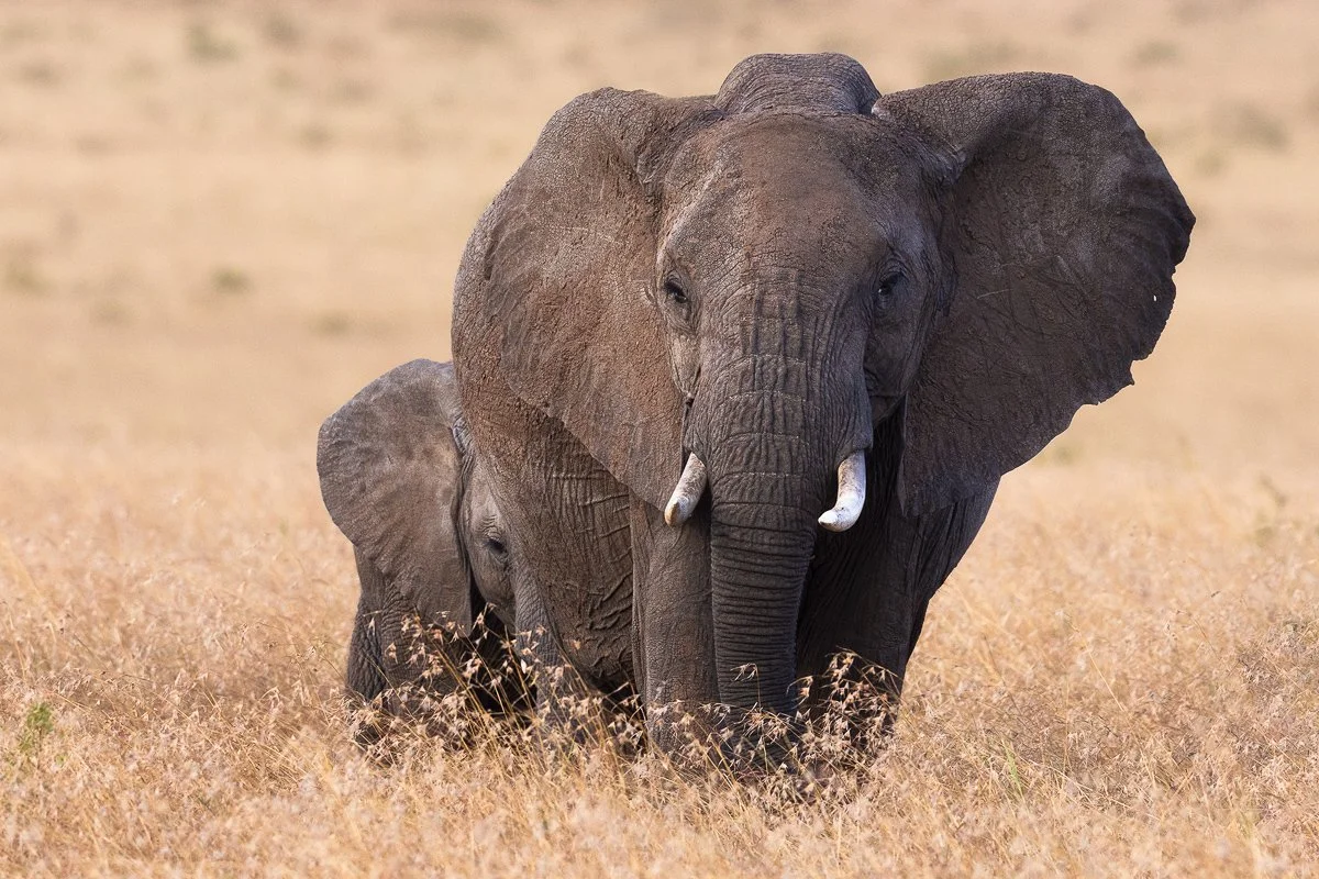 Elephant and Calf Kenya Jennifer King.JPG