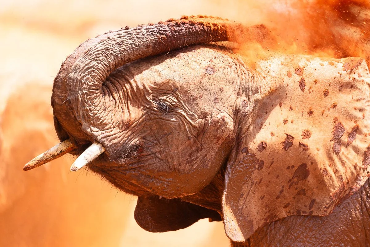 Elephant calf playing Jennifer King.JPG