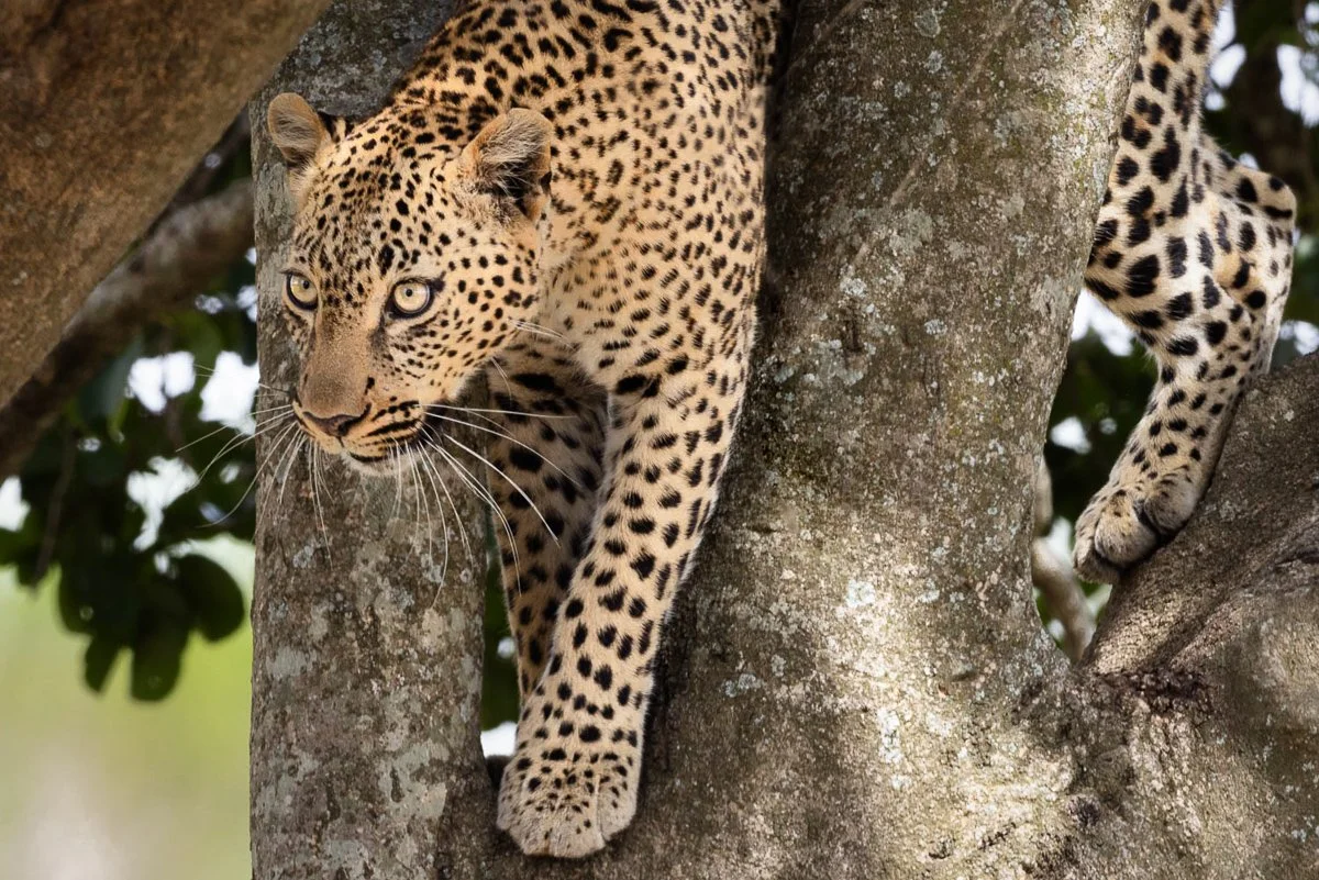 Leopard in Tree Jennifer King.JPG