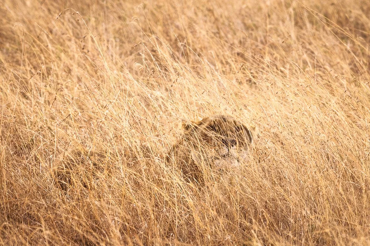 Lion ready to hunt Jennifer King.JPG
