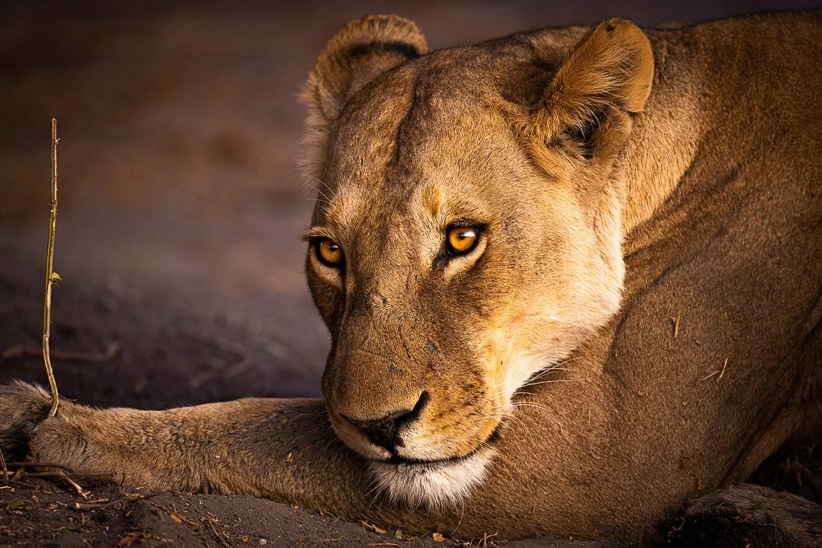 Lioness Chobe River Jennifer King.JPG