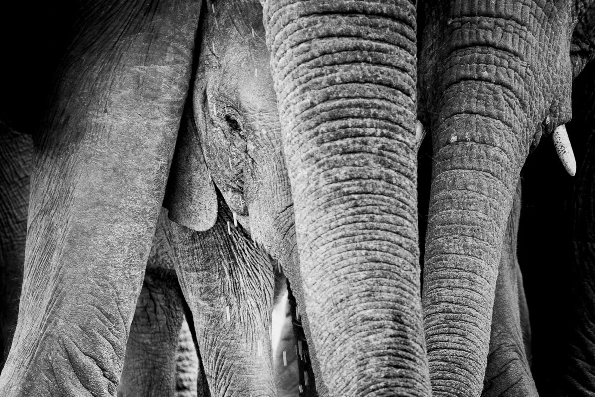 Elephant calf hiding amoung parents Jennifer King.JPG