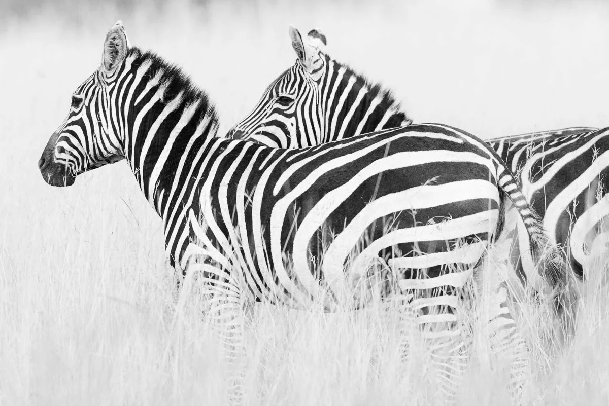 Zebras in tall grass Jennifer King.JPG