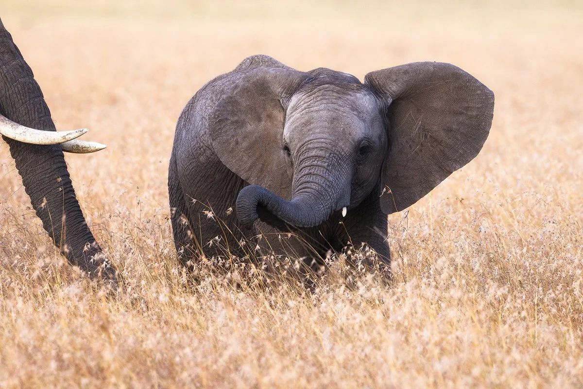 Kenya Elephant Calf Jennifer King.JPG