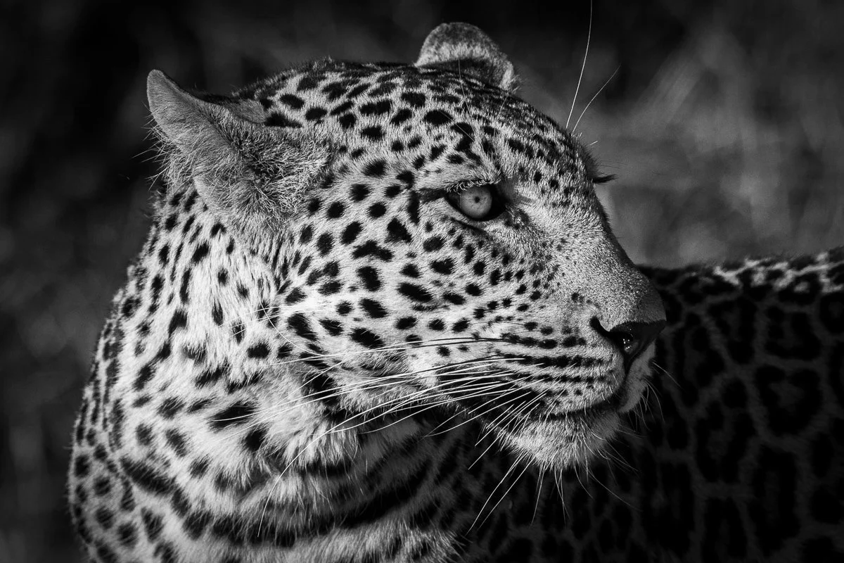 Leopard Portrait Jennifer King.JPG