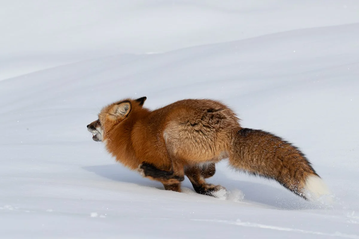 Red Fox Running Jennifer King.JPG