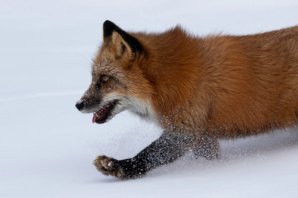 Red Fox Trot Jennifer King.JPG
