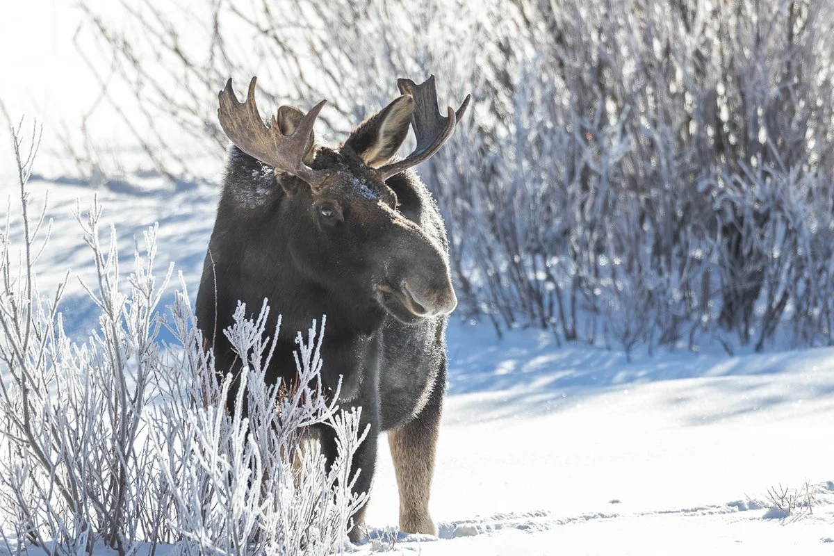 Moose in Lamar Valley