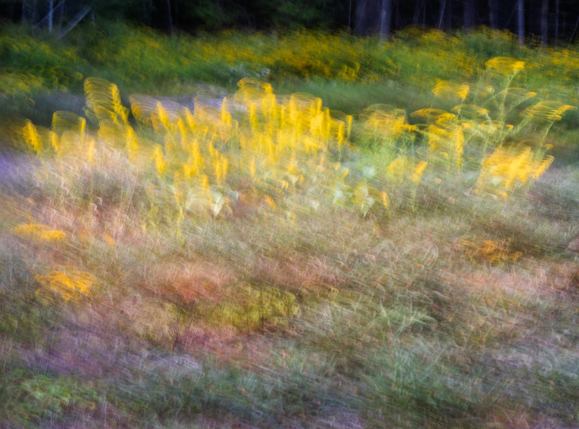 Creative Challenge “Botanicals”