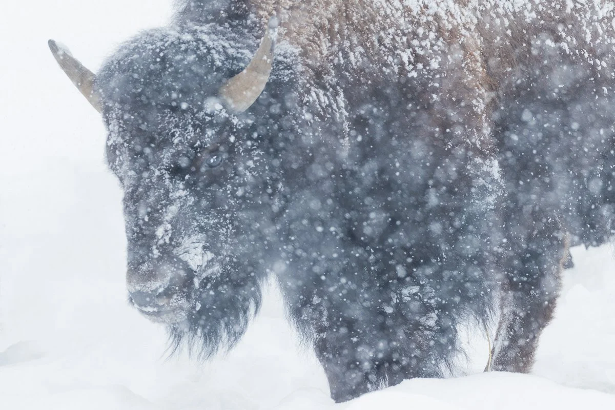 Frosty Bison Jennifer King.JPG