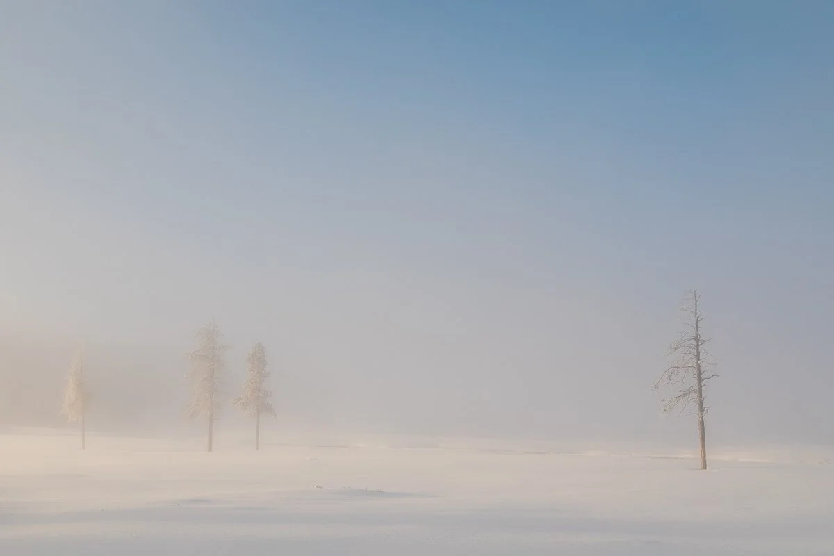 Jennifers Trees Yellowstone Jennifer King.JPG