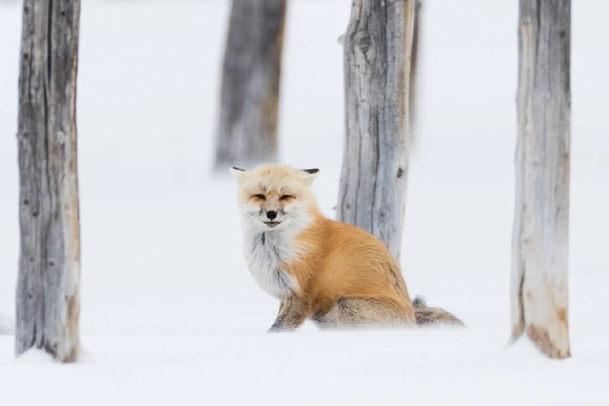 Red Fox Winter Yellowstone by Jennifer King.JPG
