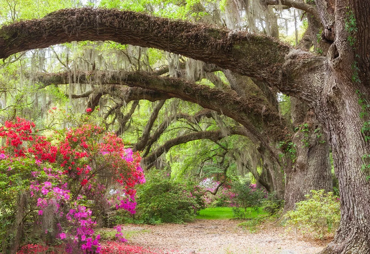 Magnolia Gardens in Spring