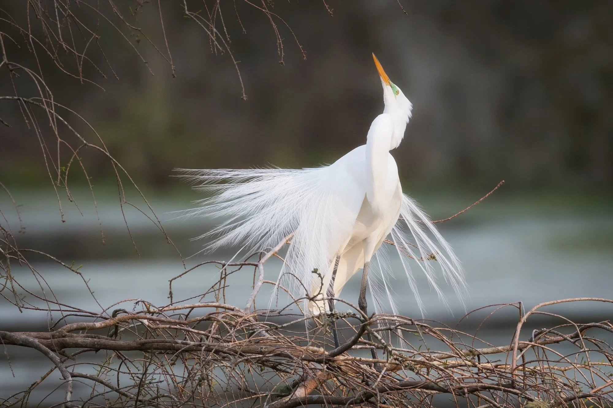 Mating Dance of the Egret