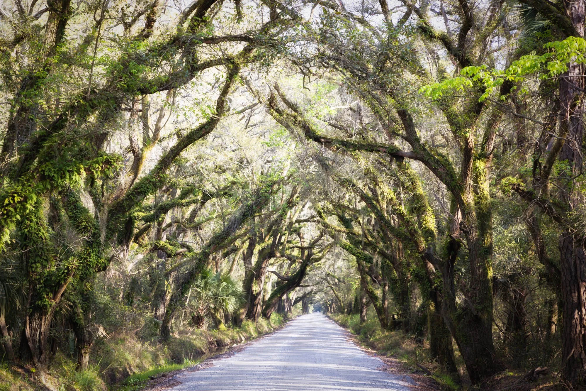 Live Oak Trees Along Back Road