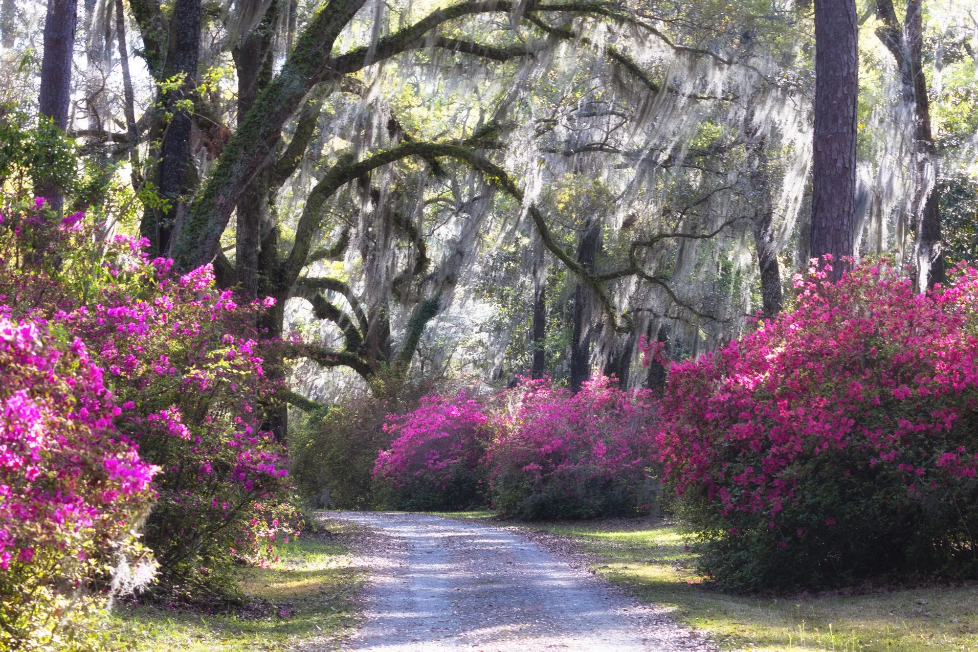 Magnolia Lined Garden Path 