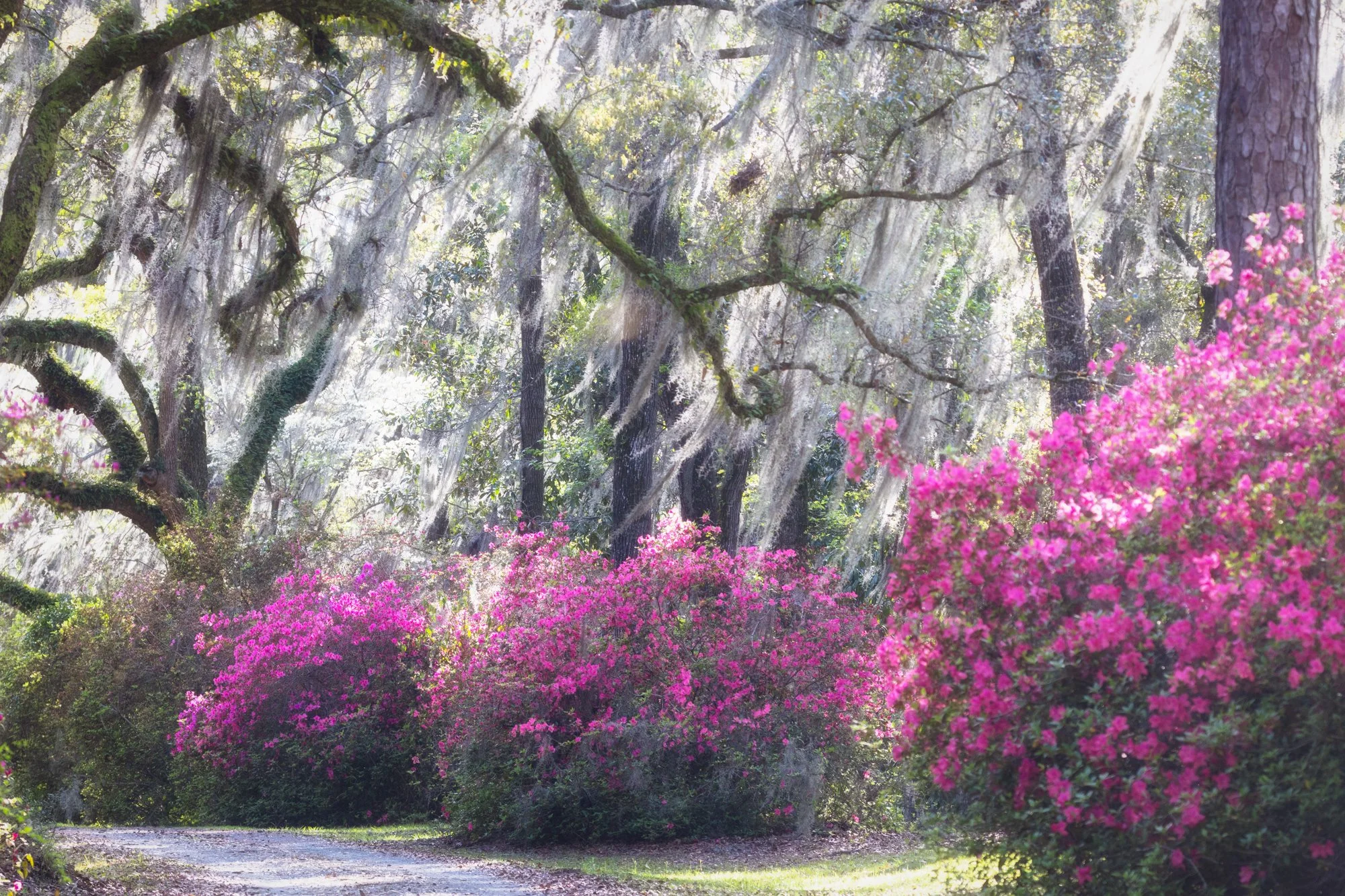 Magnolia Blooms of Edisto