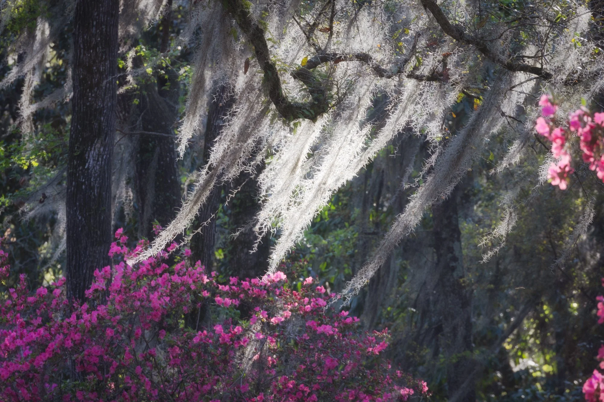 Under the Live Oak Tree
