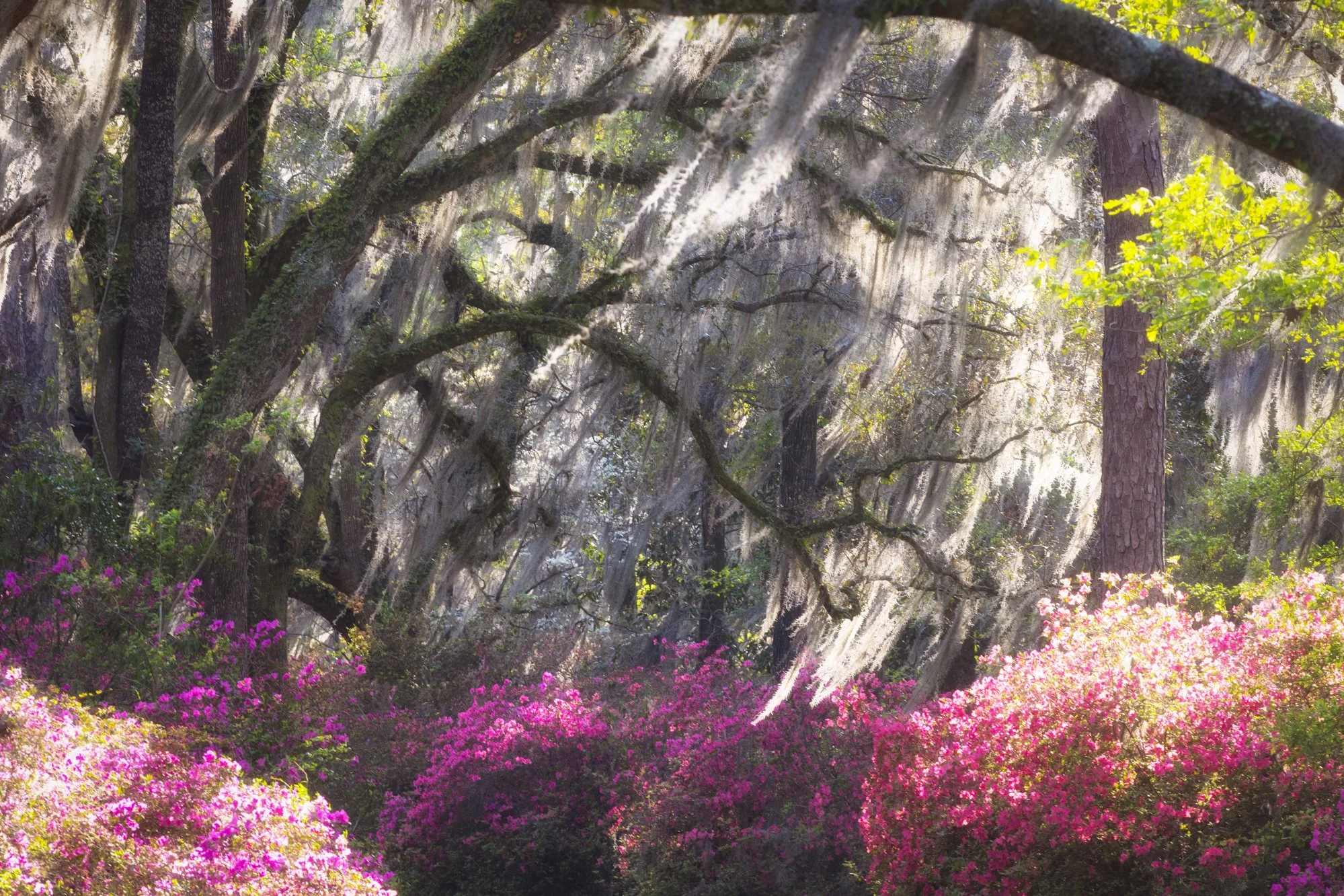 Live Oak Branches with Moss