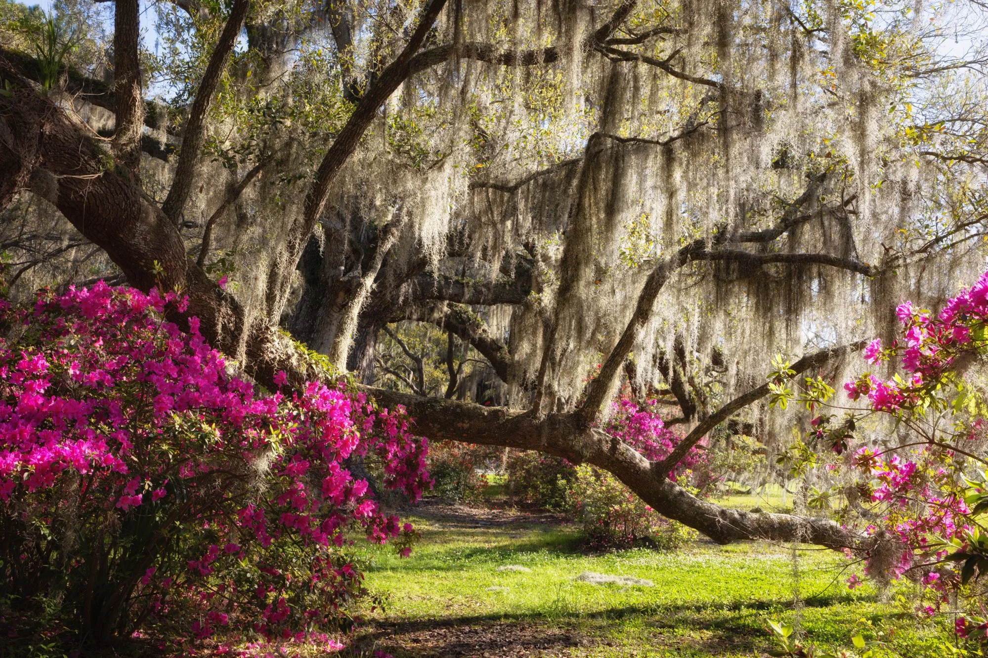 Low Country Live Oak Trees