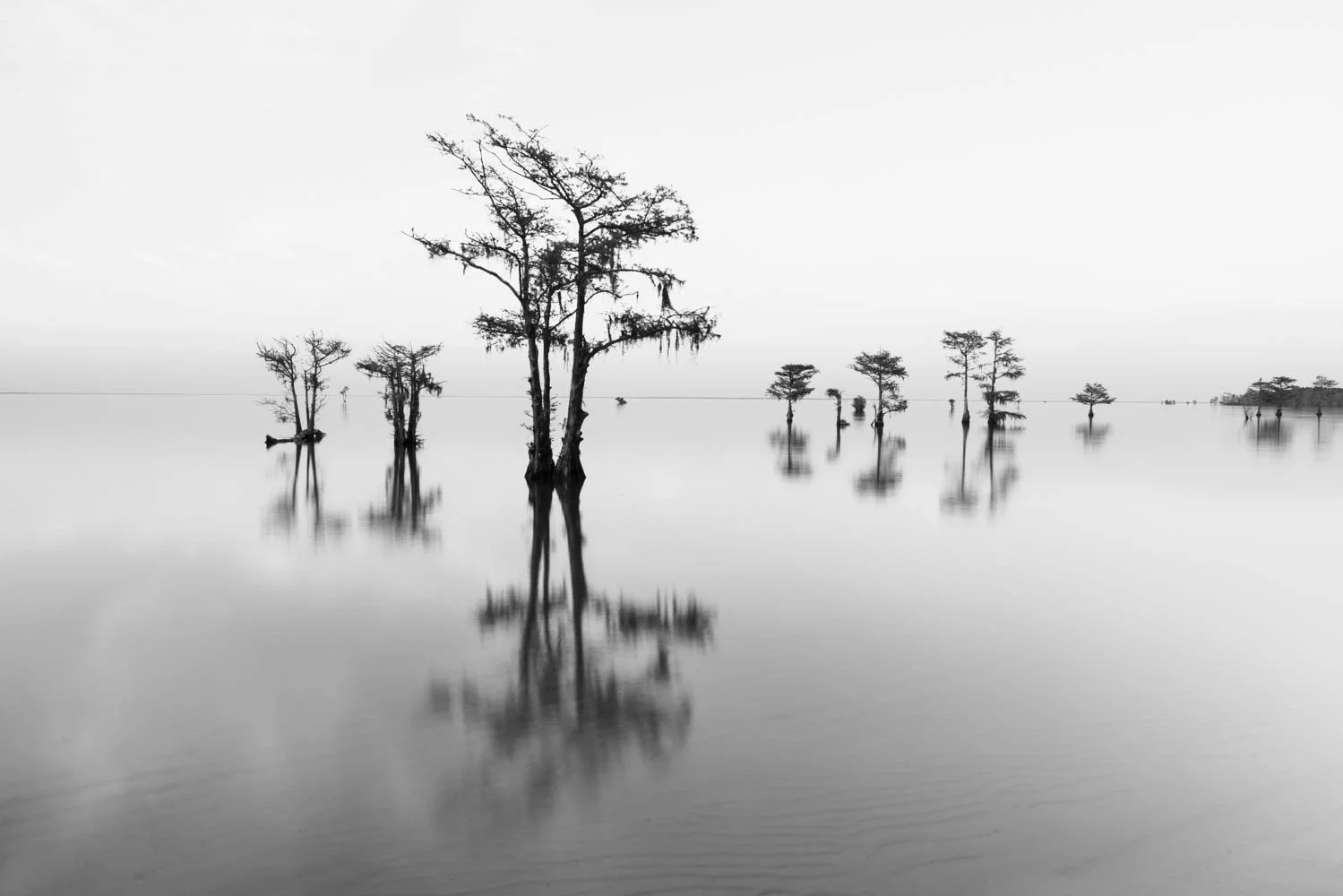 Bald Cypress Trees in Lake
