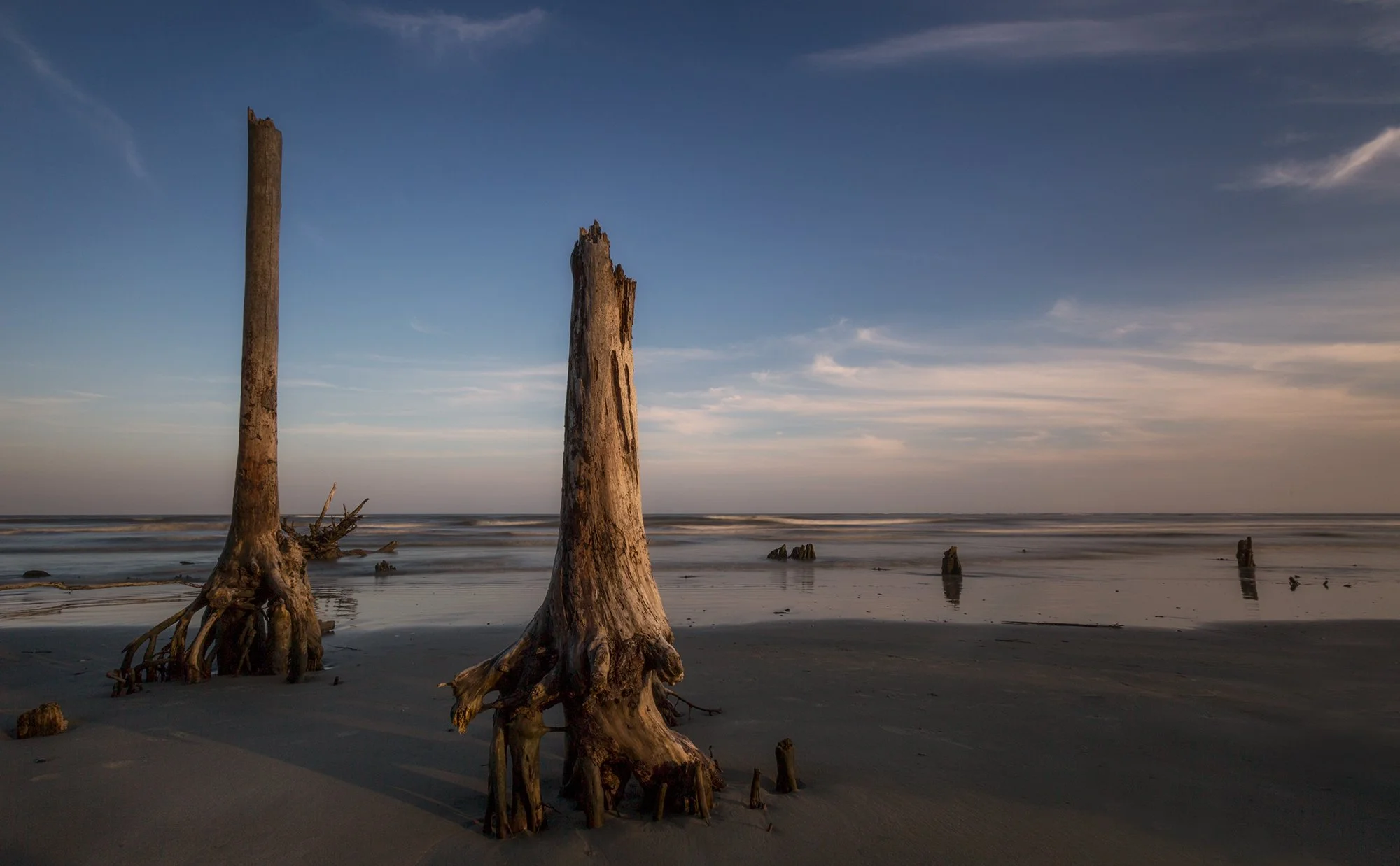 Old Trees Nesting in the Ocean