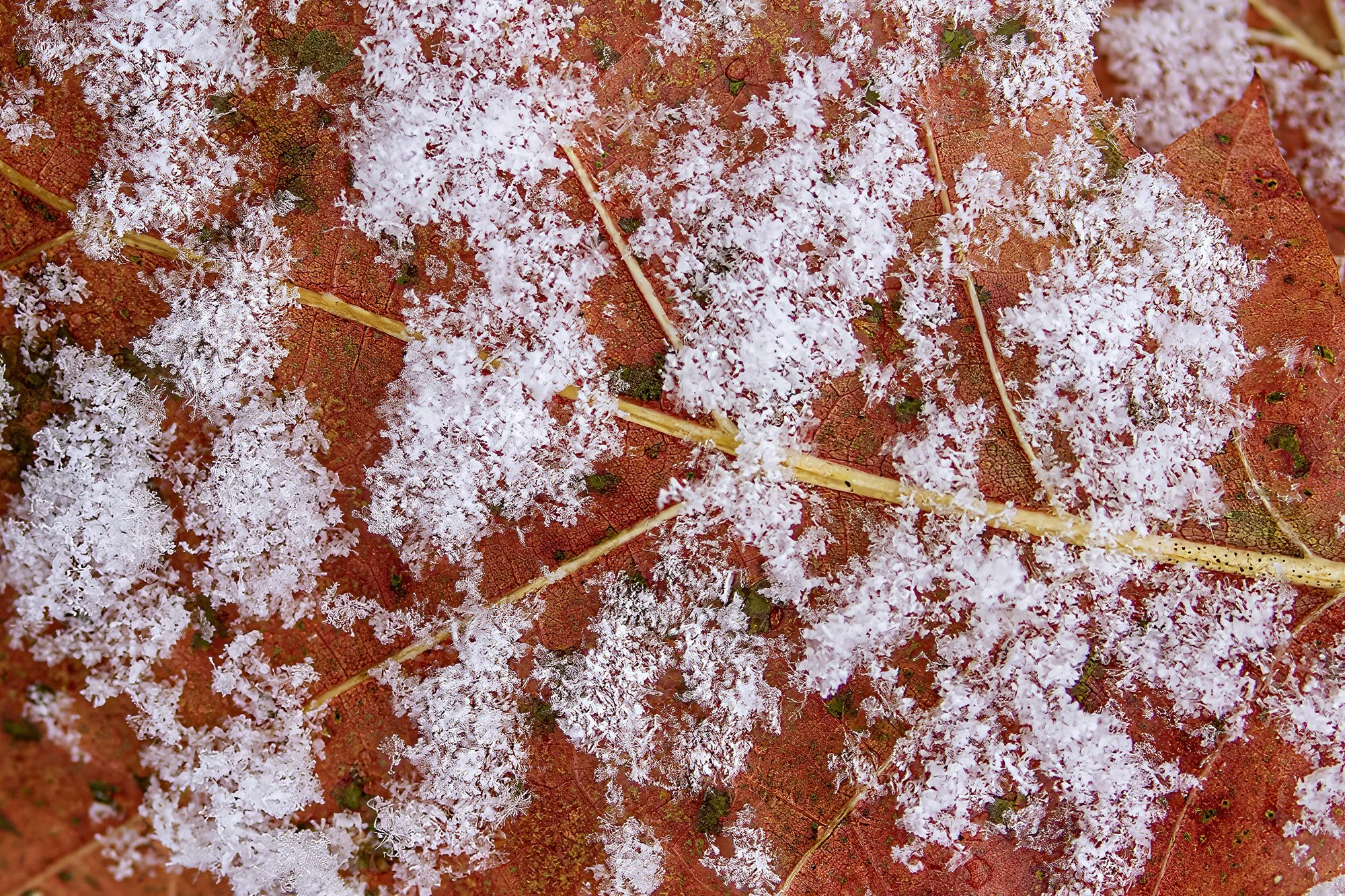 Creative Challenge “Frozen”