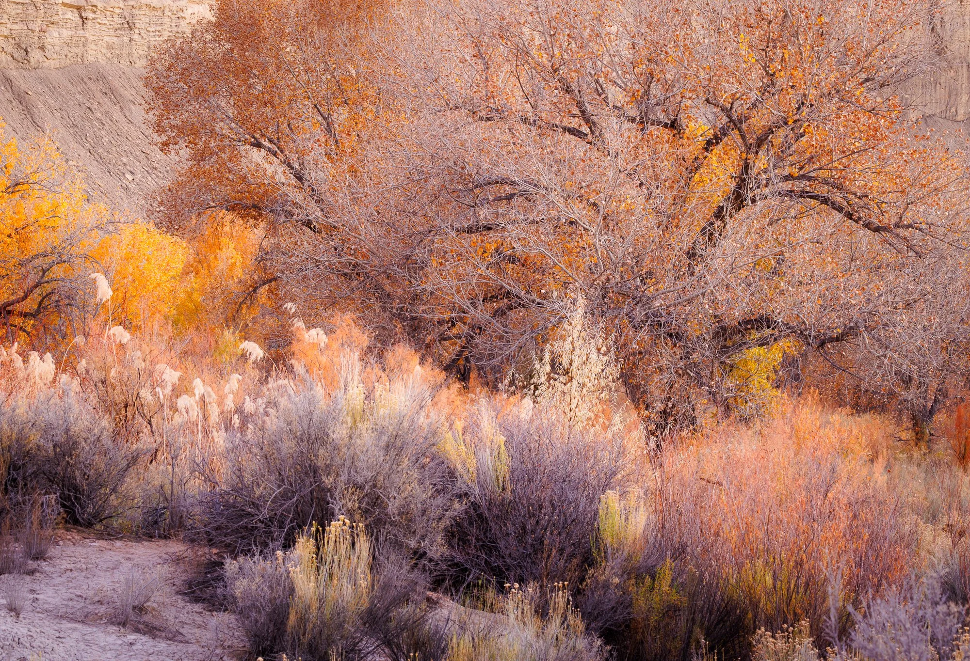 fall-desert-foliage-utah