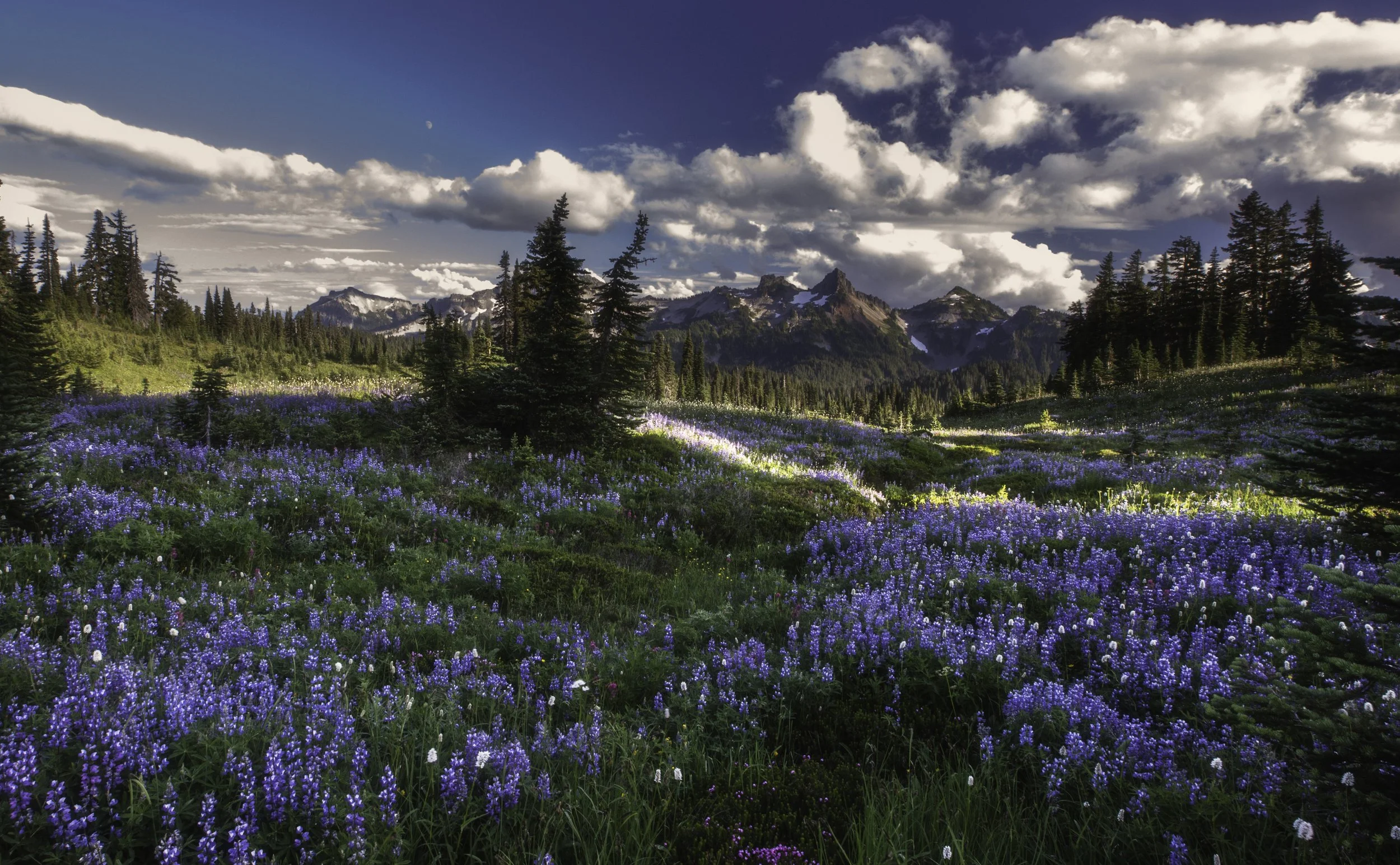 lupine-fields-rainier-washington.jpg