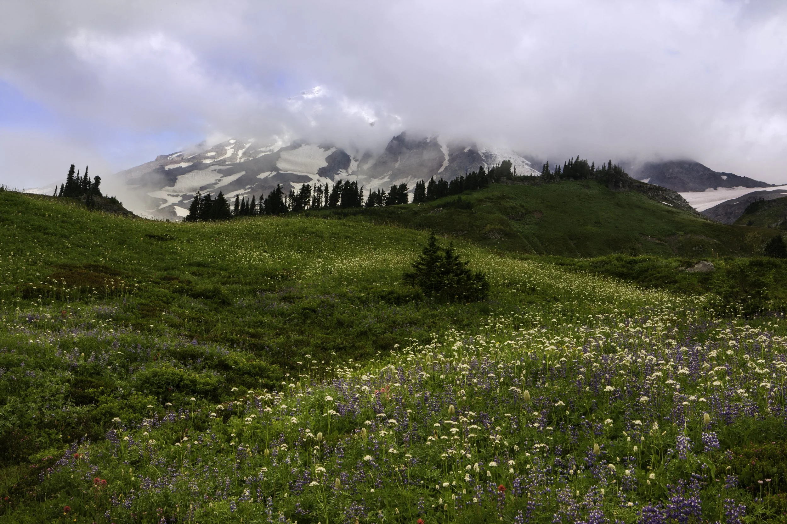 fields-of-flowers-rainier.jpg